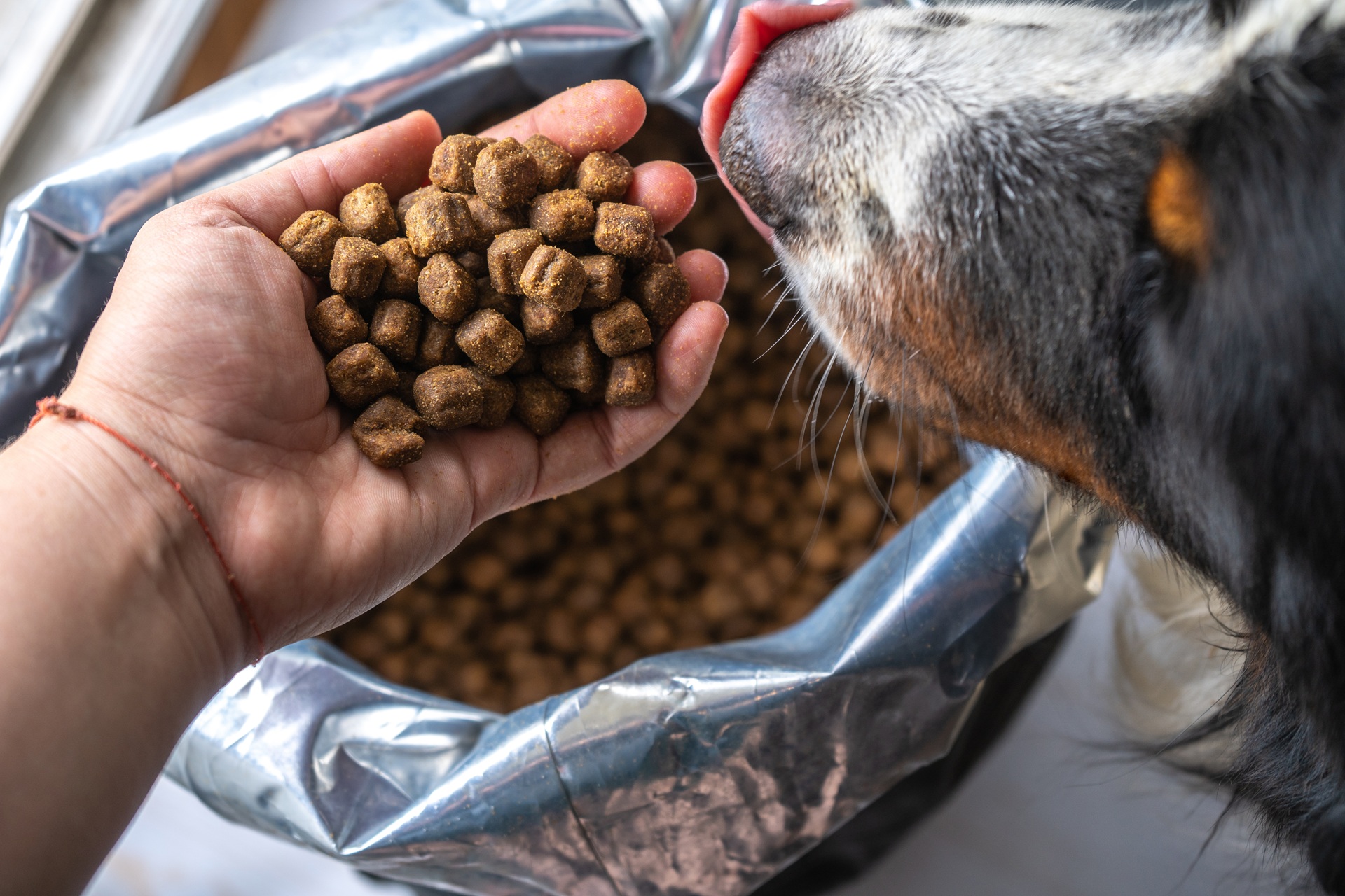 Hundefutter purinarm in Hand vor Hund