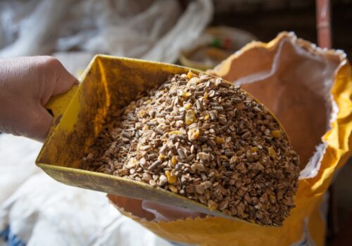 Innovationsdruck im Futtermittelmarkt – wer mithält, gewinnt